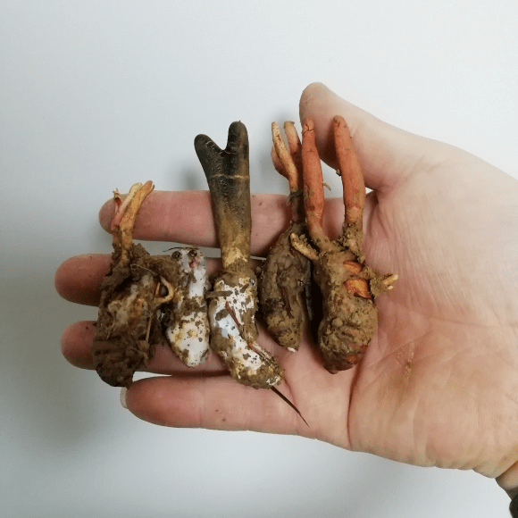 这是被奇异弯颈霉寄生的虫草,也叫作奇异鹿虫草,独角龙,独角蝉花等.