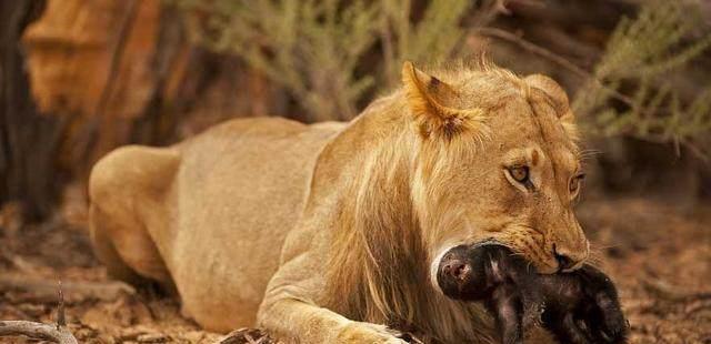 內含劇透最受歡迎的動物紀錄片全世界動物園都留不住它