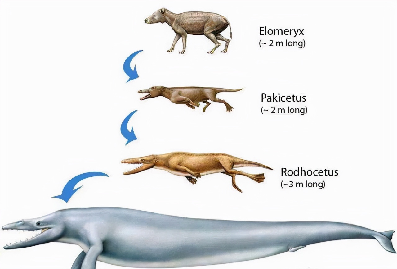 鲨鱼的进化史图图片