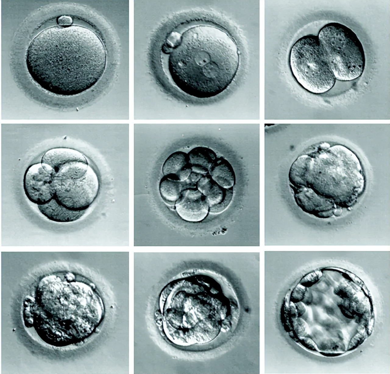 原创日本完成首批人兽混合胚胎实验称在造福人类可信吗