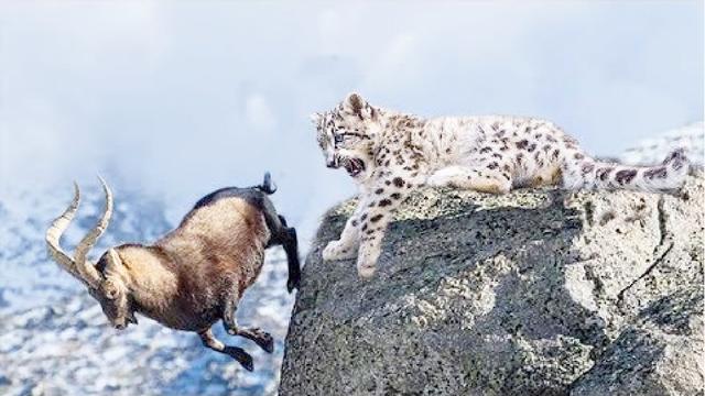 原创青海母雪豹捕食山羊坠落30米悬崖负伤拼命一搏只为豹崽有肉吃