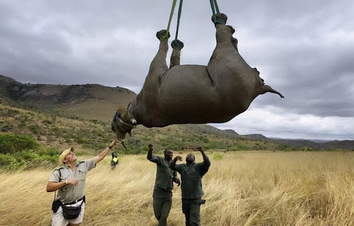 世界十大濒危动物之首的北部白犀牛,仅存2只雌性,难道要灭绝?