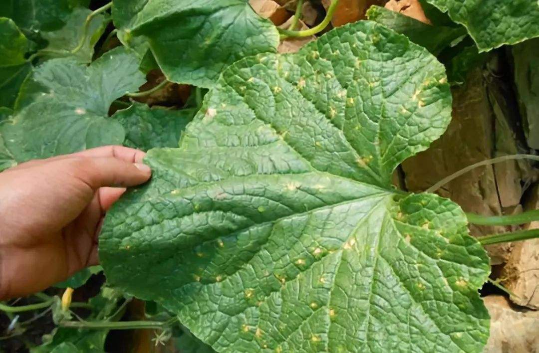 黄瓜黑斑病防治措施