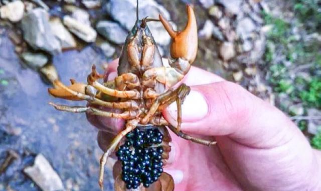 东北黑鳌虾长的样子有点丑丑的,虽然没有南方小龙虾漂亮,不过蝲蛄虾的