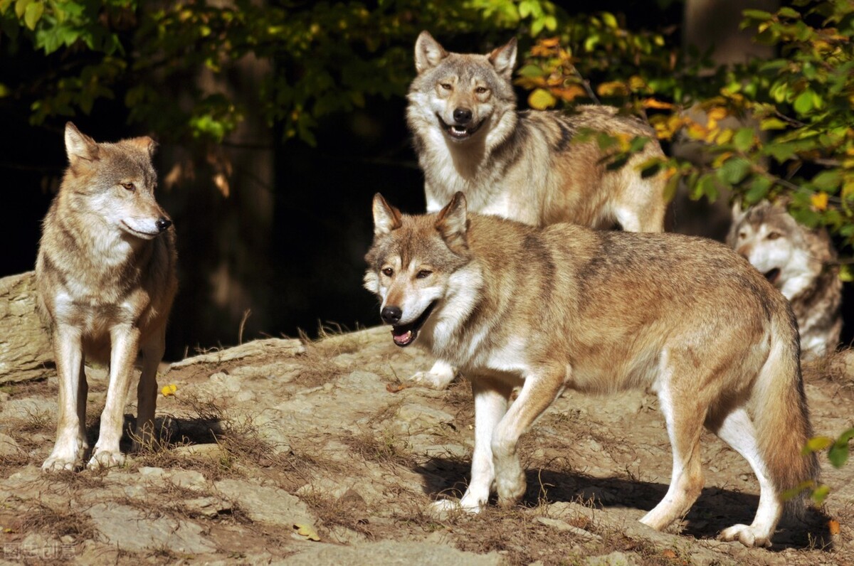 山里的故事15岁女孩放牛被狼群围攻危难时刻大公牛奋力解救
