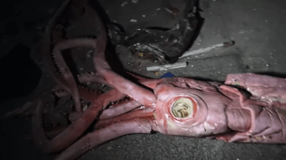 废弃水族馆的镜头看起来就像是从恐怖电影中直接拍出来的_juj_urbex