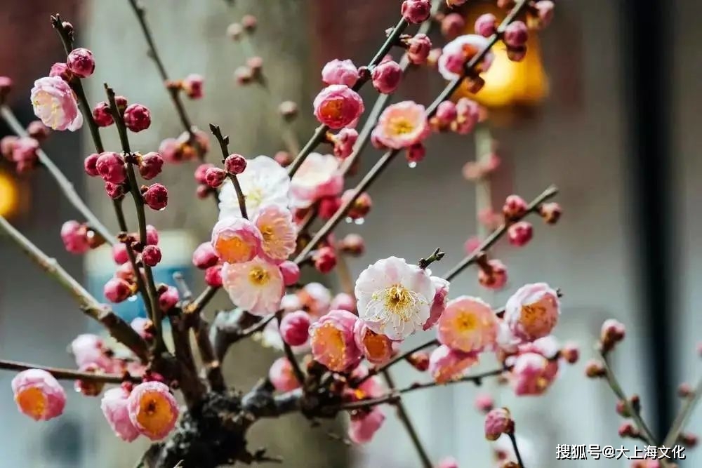 梅花香自苦寒来 作者 张冬梅 魏鑫 信阳 文学