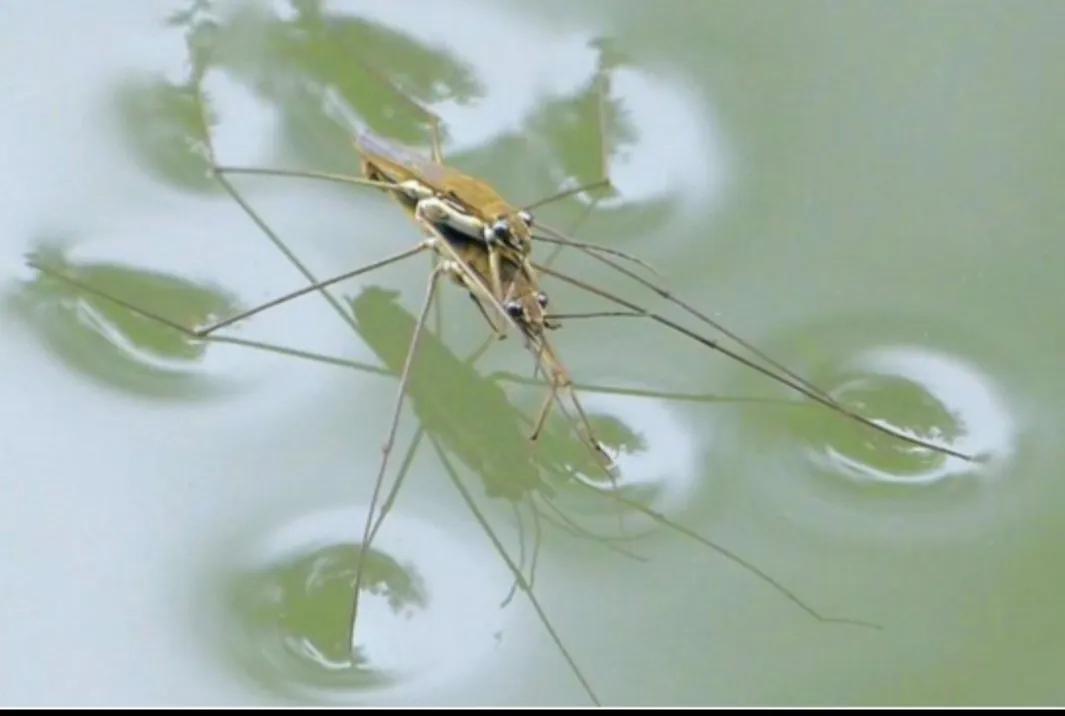 彼汾沮洳,美无度-晋中一带的水生物辨识之二_蜻蜓_浮萍_钓鱼人
