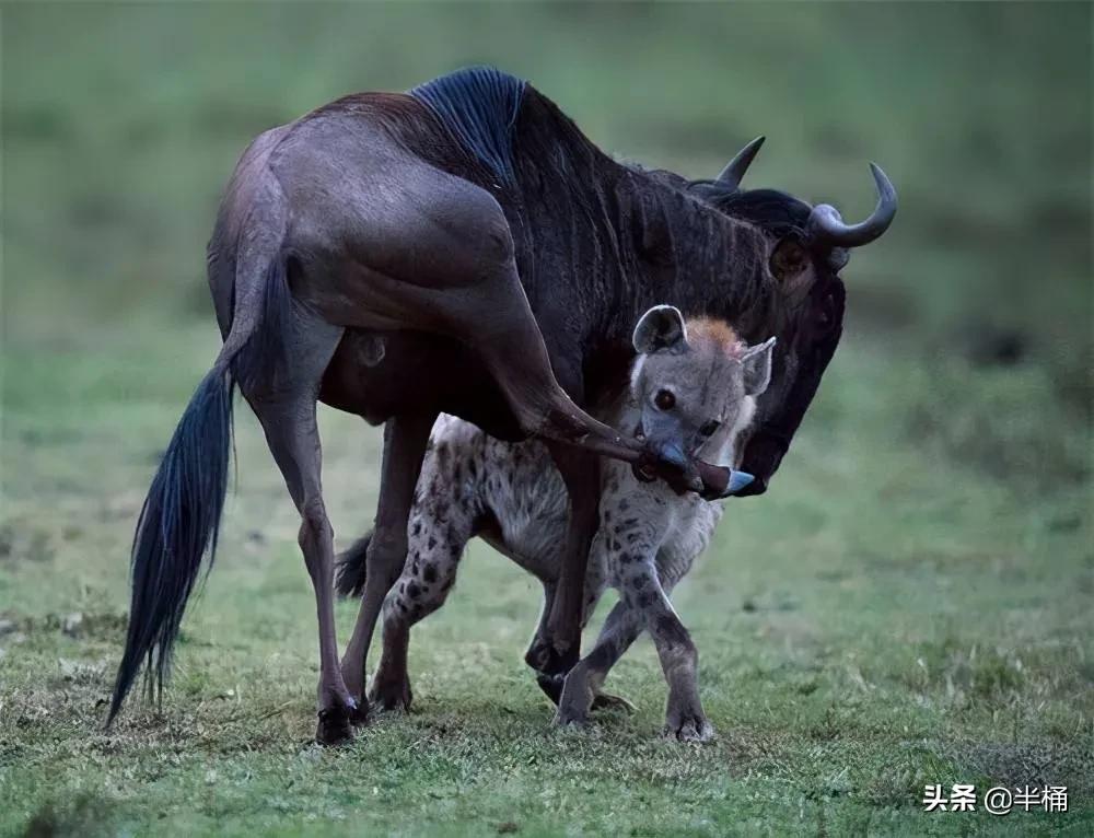 为什么斑鬣狗能够猎杀重达千斤的野牛?野牛被围攻为何不会反抗?