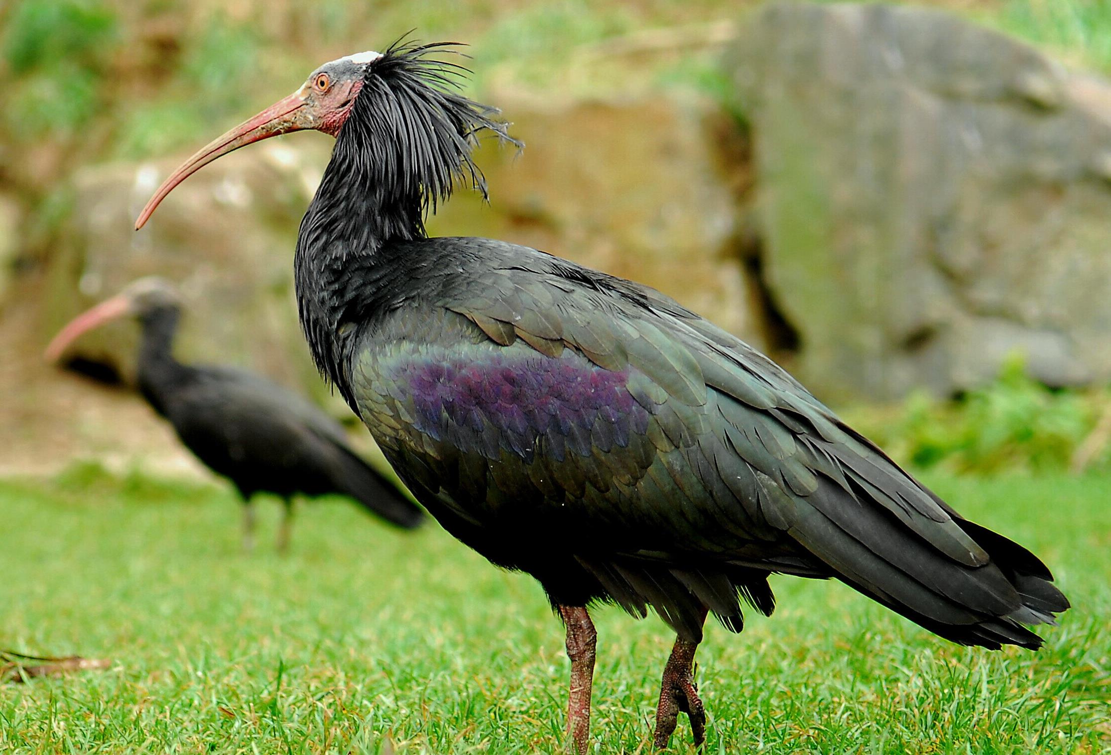 生活在世界各地动物园中的1000多只隐鹮中有约850只隐鹮在欧洲,其他