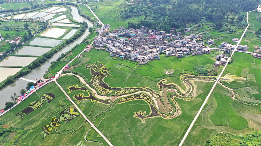 安顺平坝龙海村：彩色稻田扮靓布依村寨