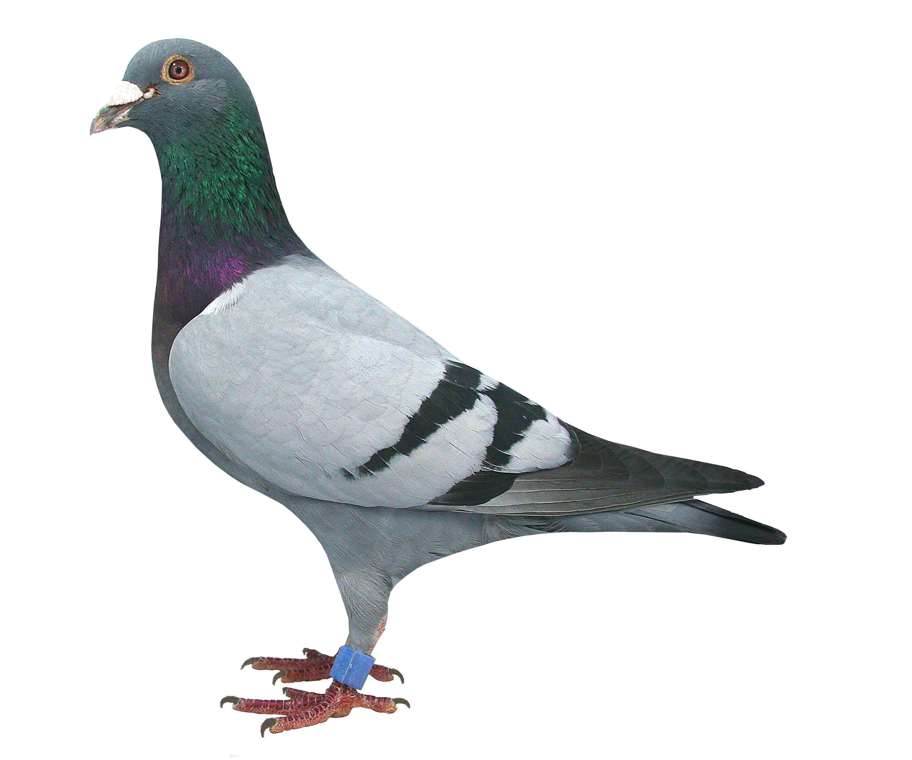 人类_城市_鸽子