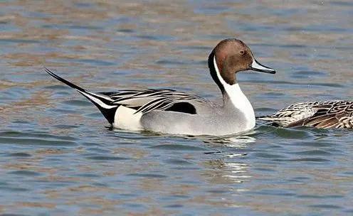 原创针尾鸭现身安徽巢湖半岛国家湿地