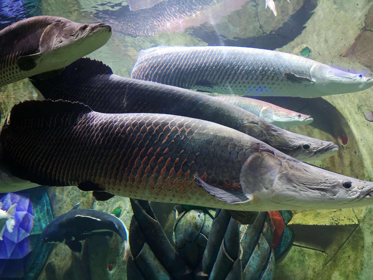 原创把食人鱼当点心菜刀也切不动它的肉活了上亿年的鱼有多强