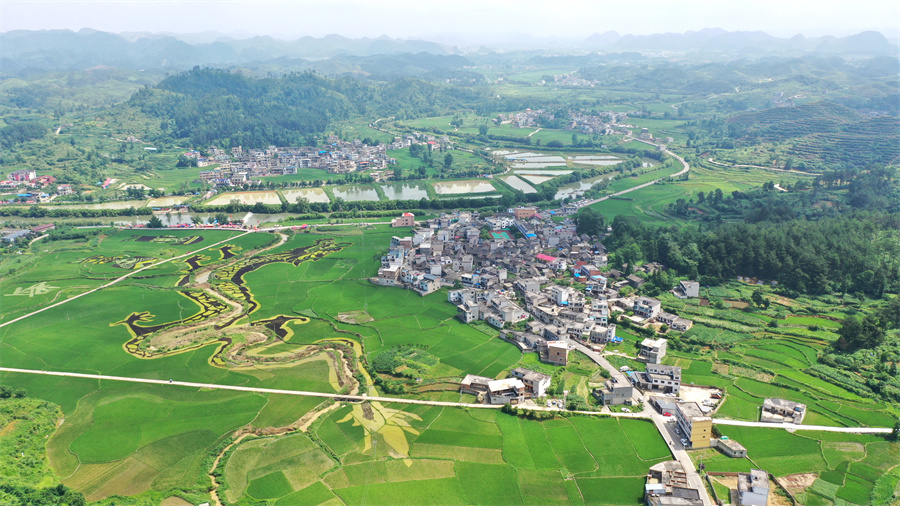 安顺平坝龙海村：彩色稻田扮靓布依村寨