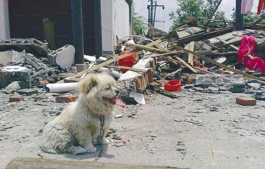 原創地震前救人無數的狗狗不包括救災的搜救震後為什麼要消滅