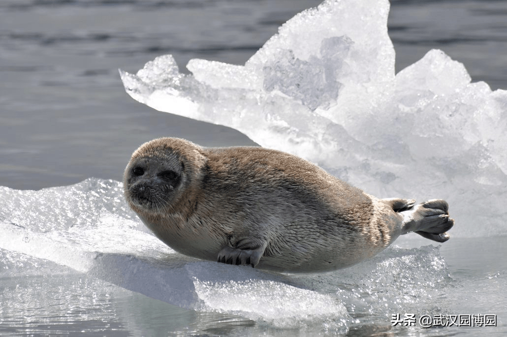 趴在冰上睡觉,这个动物最不怕冷_海豹_环斑_潜水