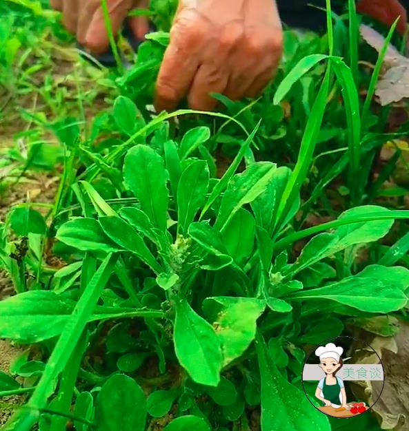 原創清明節將至記得吃此道清明草蒸青團特香滿嘴春天的味道