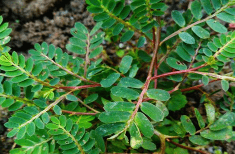 原创农村田野里的野草被称龙珠草有很好的清肝明目功效十分珍贵