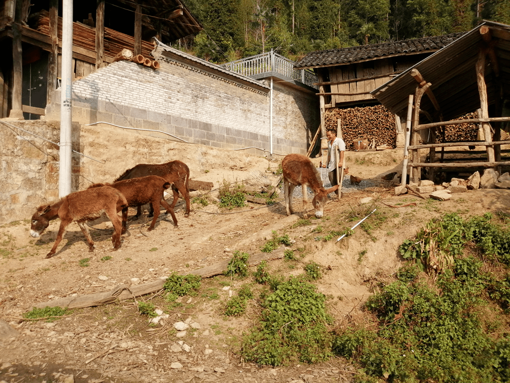 关于未来,刘永礼计划拓展养殖范围,扩大家门口的驴圈.
