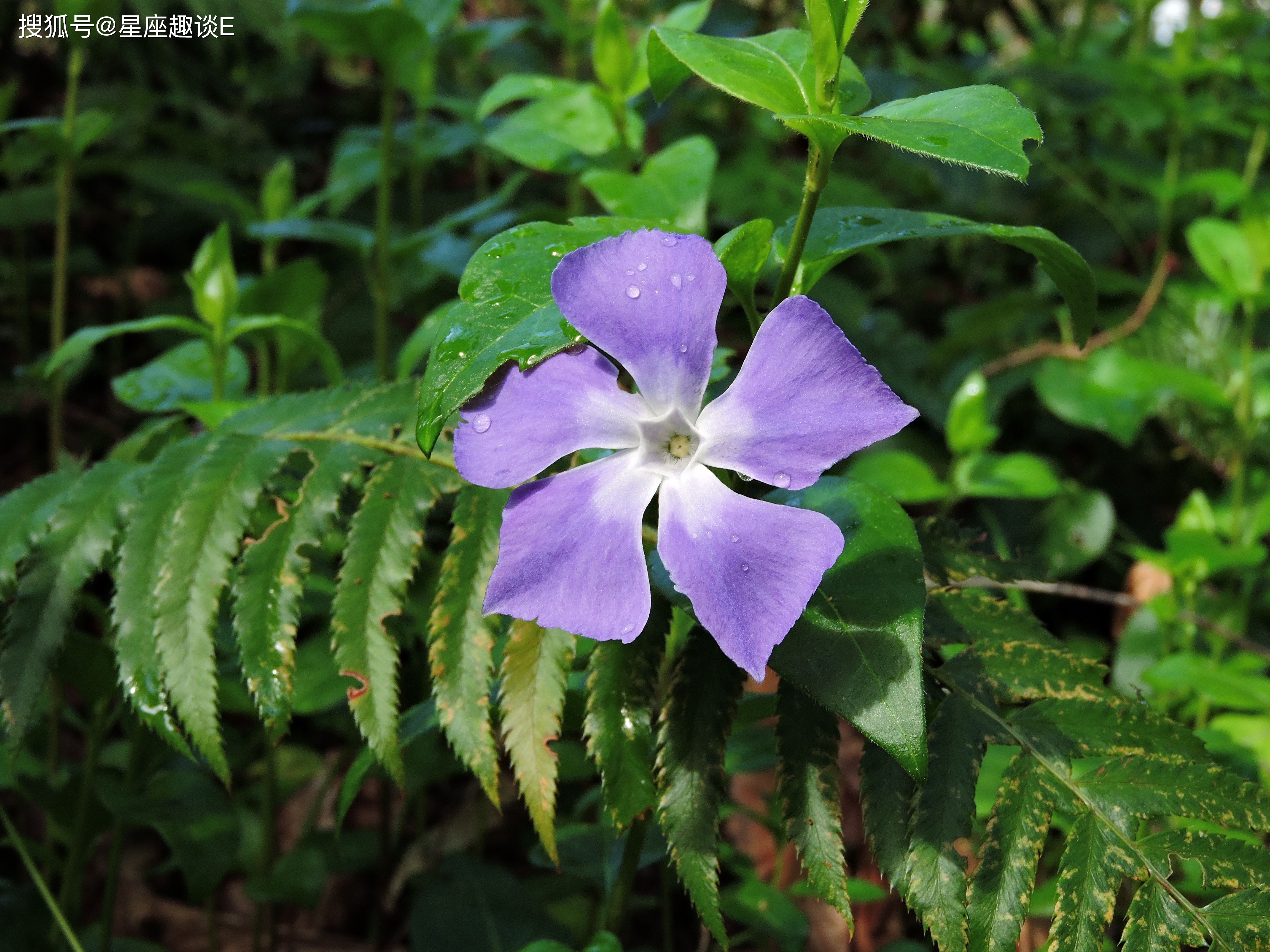 7月5日 11日星座运势 攻守俱佳 独占鳌头的四大星座 生活 未来 时候