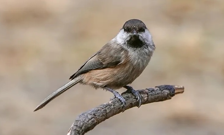 的養鳥文化六:這種鳥深受乾隆帝喜愛,為它特製籠子_山雀_河北省_邢臺