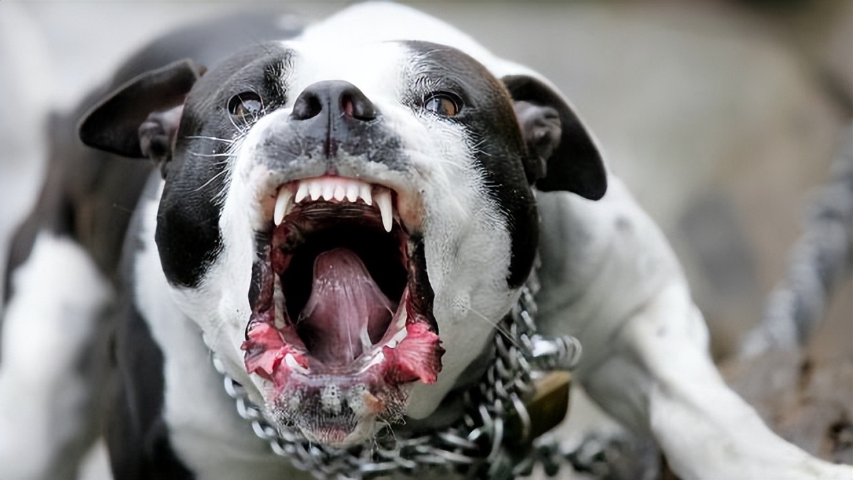 1頭東北虎vs2只比特犬,百獸之王能夠支撐多久呢?_老虎_人類_是一種