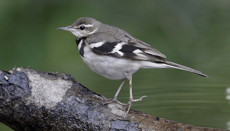 560张鸟儿高清图之鸣禽(一)_金丝雀_朱雀_鸟类