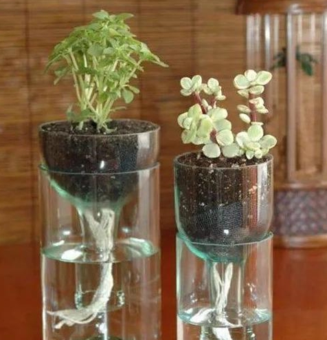 8个方法将塑料瓶变成"养花神器",省钱又实用_花盆_瓶盖_植物