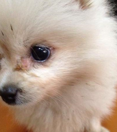 博美犬有泪痕,找准这些原因,才能更好消除哦!_狗狗_眼睛_食物