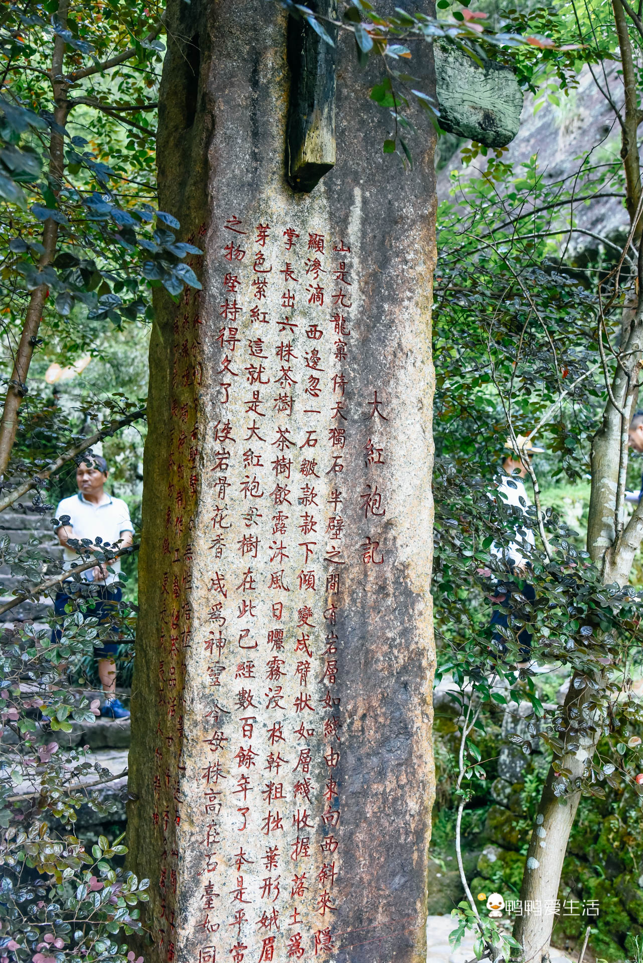 武夷山大红袍景点介绍图片