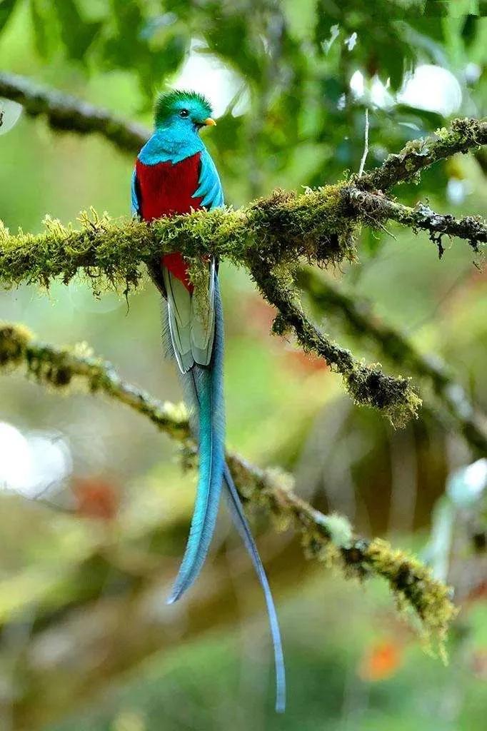 原创林子大了什么鸟都有这些灵动秀逸千姿百态的鸟你见过了吗