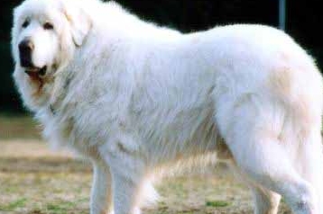 大白熊犬如何喂养幼犬吃牛奶容易引起拉稀 食物 乳汁 成年