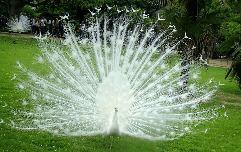 而我们还看到的白孔雀,是蓝孔雀的白化变种,黑孔雀也是,却属于不太