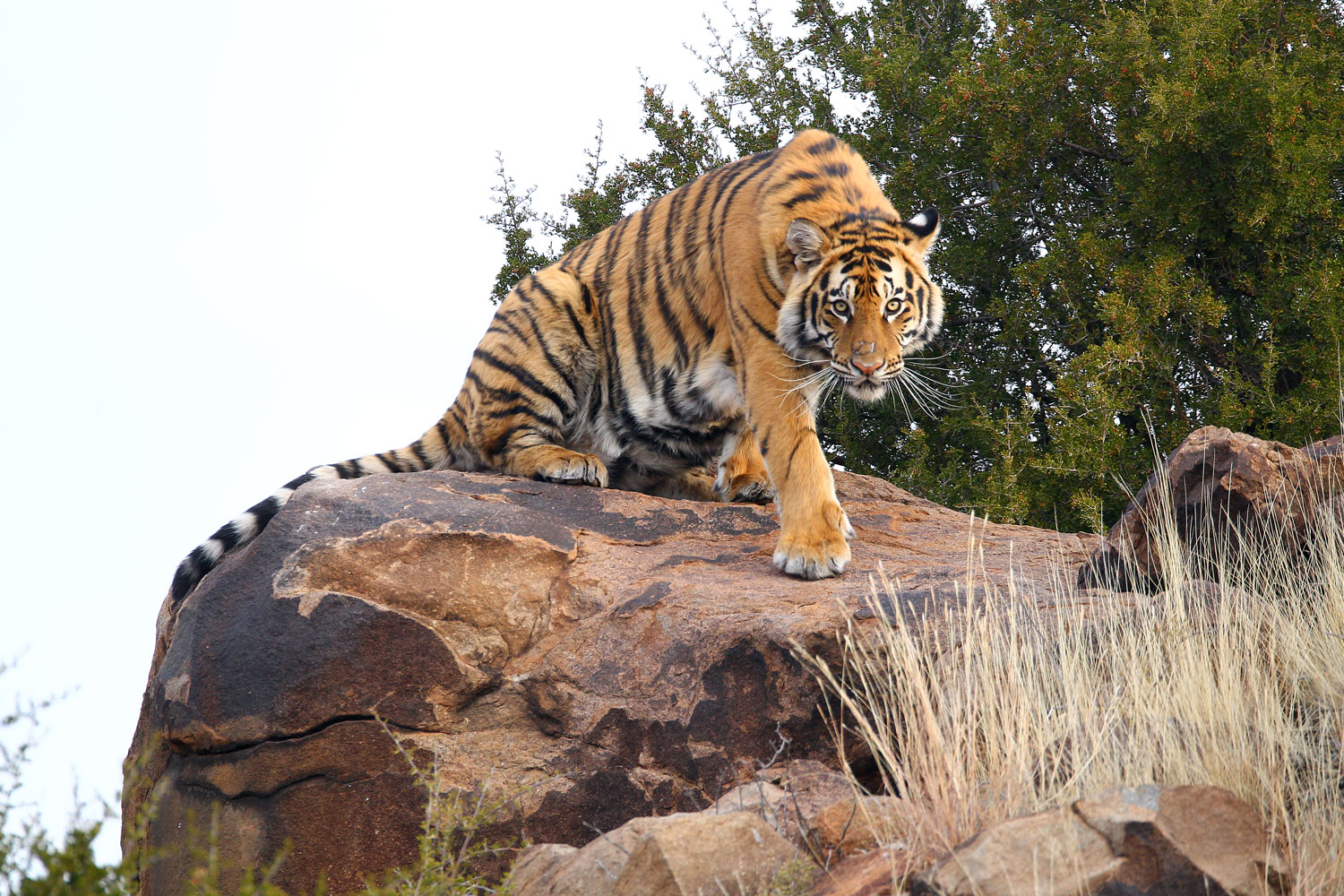 为什么非洲没有野生老虎?