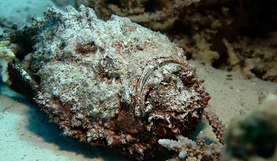 海洋世界中最毒的 10 种鱼类_Fish_受害者_毒液
