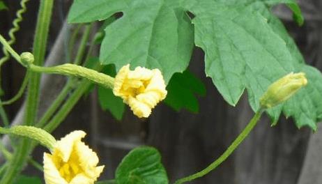 苦瓜花原来有这样的功效作用 我不允许你们不知道 进来看看吧 食用 人们 食欲