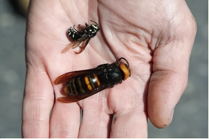 此蜂叫做大虎头蜂,是世界上最大的大黄蜂,更是有高手大黄蜂[恐惧]之