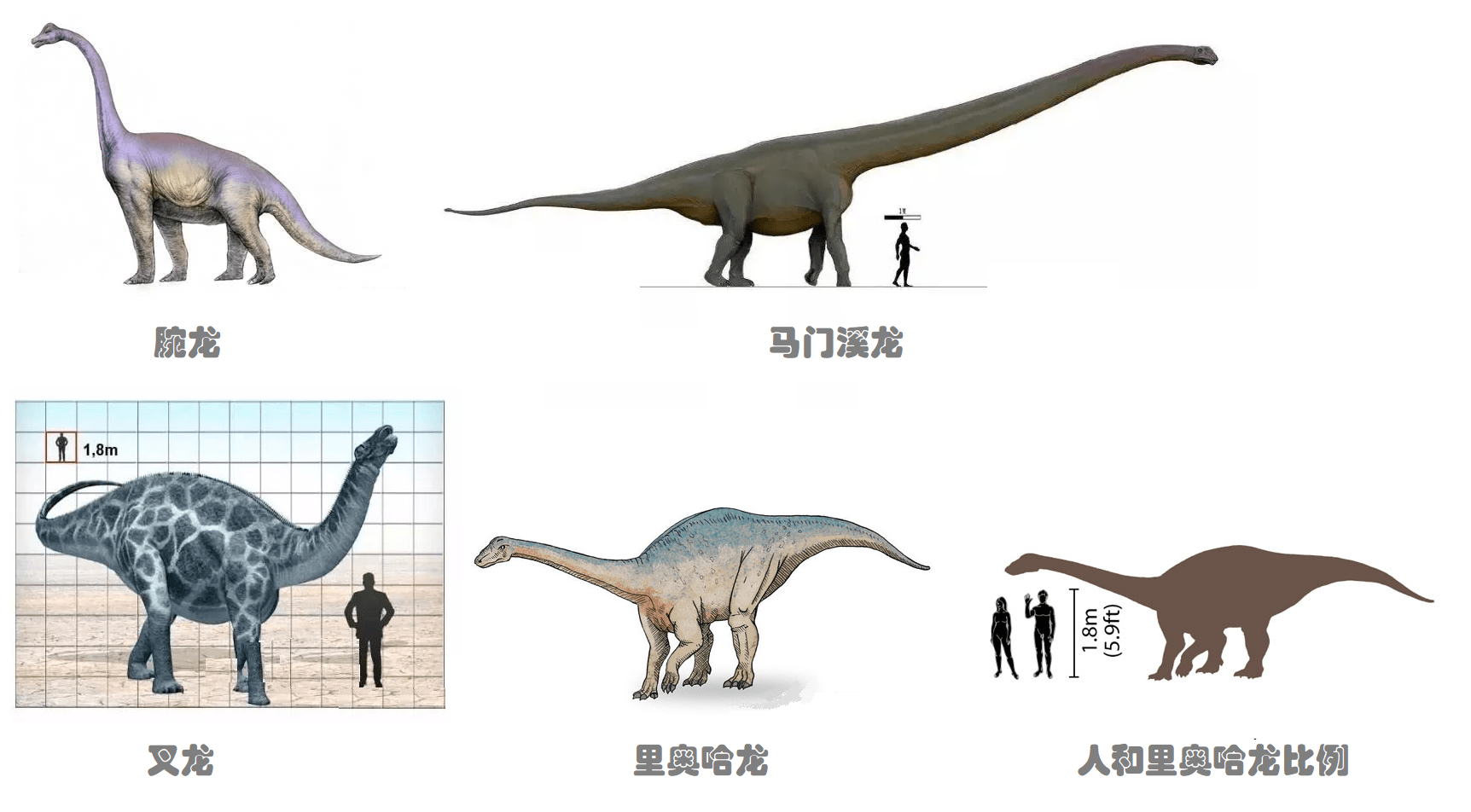 原创恐龙真还存在创纪录暴雨过后澳洲海滩冲上神秘生物