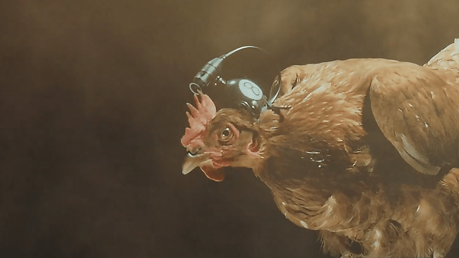 鸡的防抖能力,堪比高级稳定器,为什么会这么稳?_戴夫_进行_鸡头