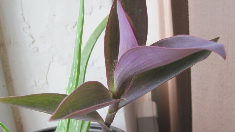 室内盆栽紫竹梅,打理好4点,净化效果堪比机器,天天有好空气_茎叶_植物