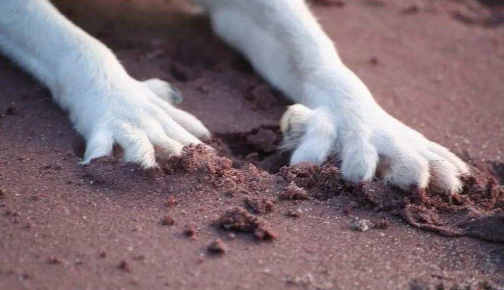 挪威犬 布哈德图片