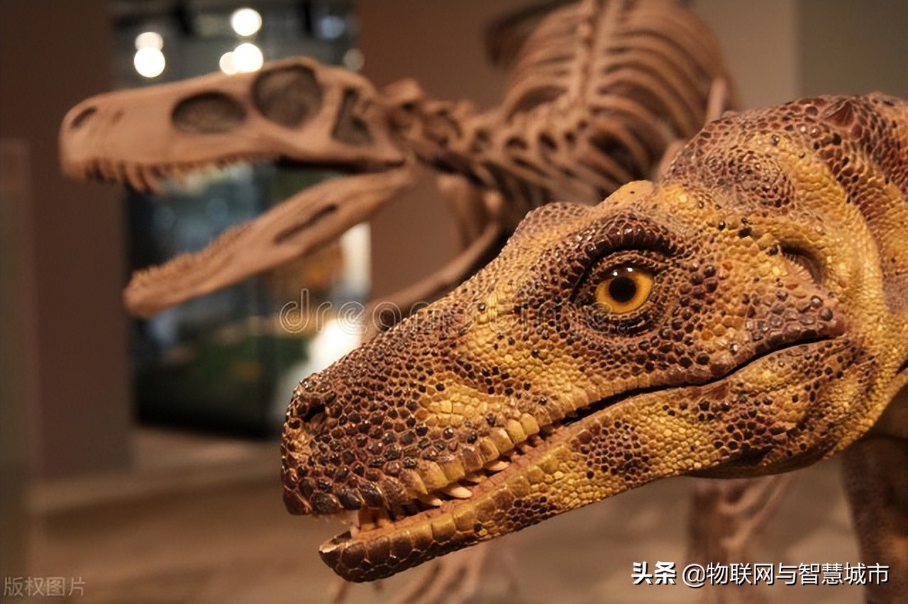 原创科学家发现白垩纪末期大灭绝后胎生哺乳动物大脑的变化情况