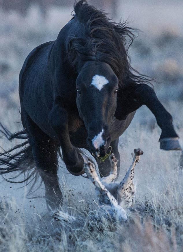 獵犬把野馬惹惱後差點被馬給幹掉了,辛虧逃得快跑回了主人身邊_打獵