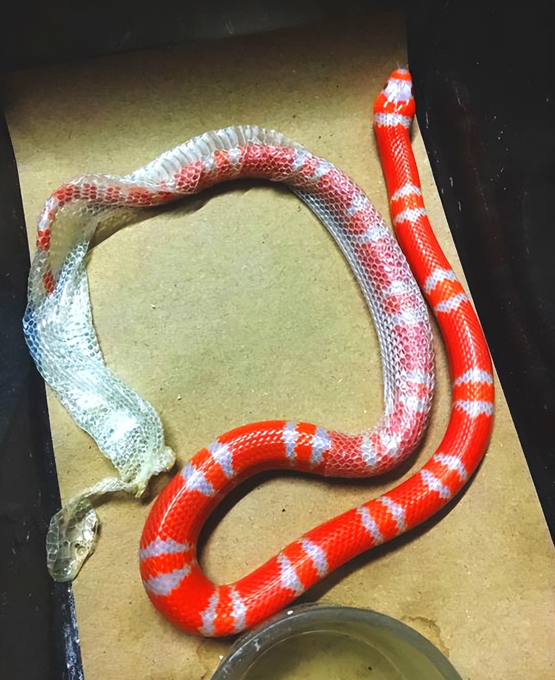 洪都拉斯奶蛇基因图片