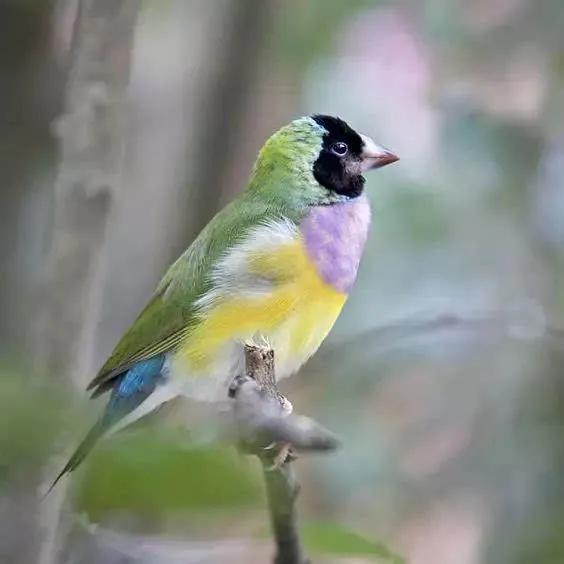 原创大自然中的彩色精灵美丽的七彩鸟分享