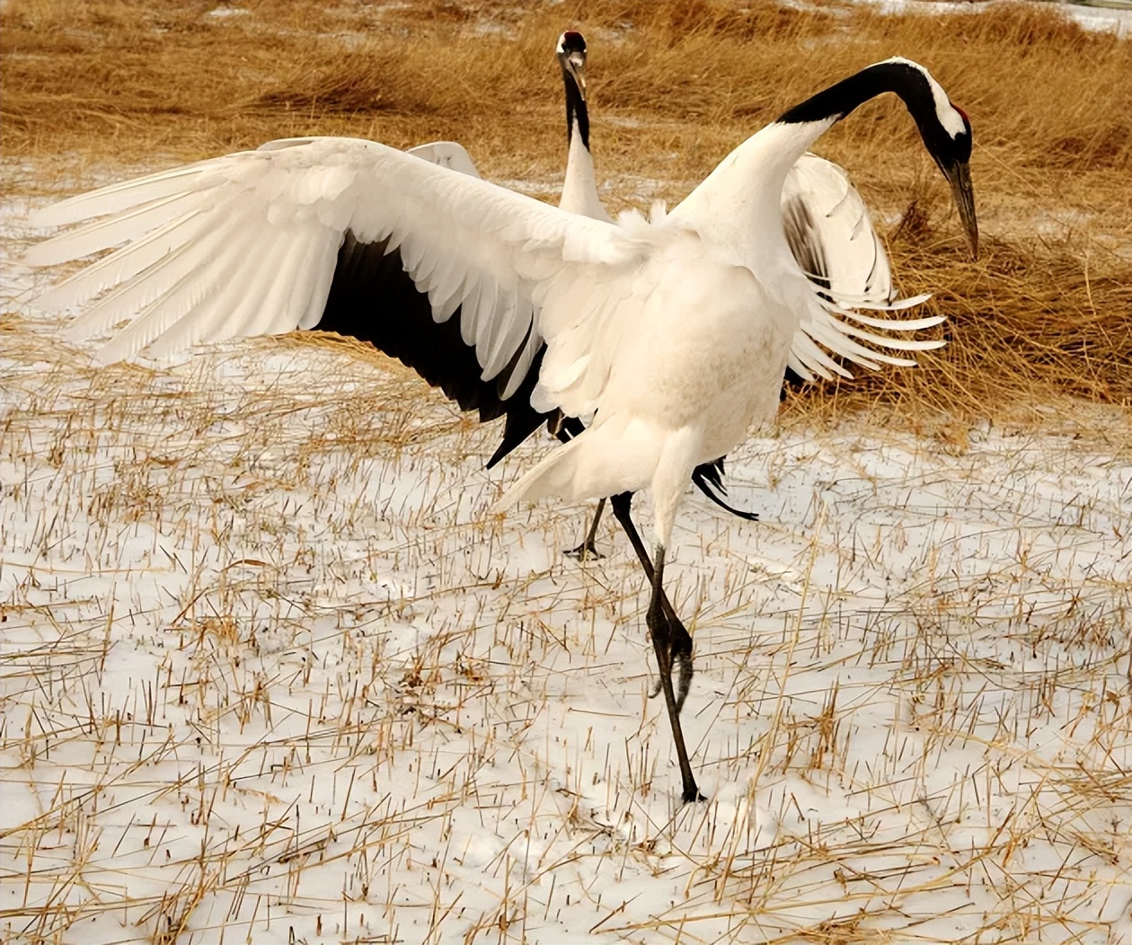 鳥界的壽星,養一隻能陪你到白頭,樣子還絕美_丹頂鶴_信天翁_鳥類