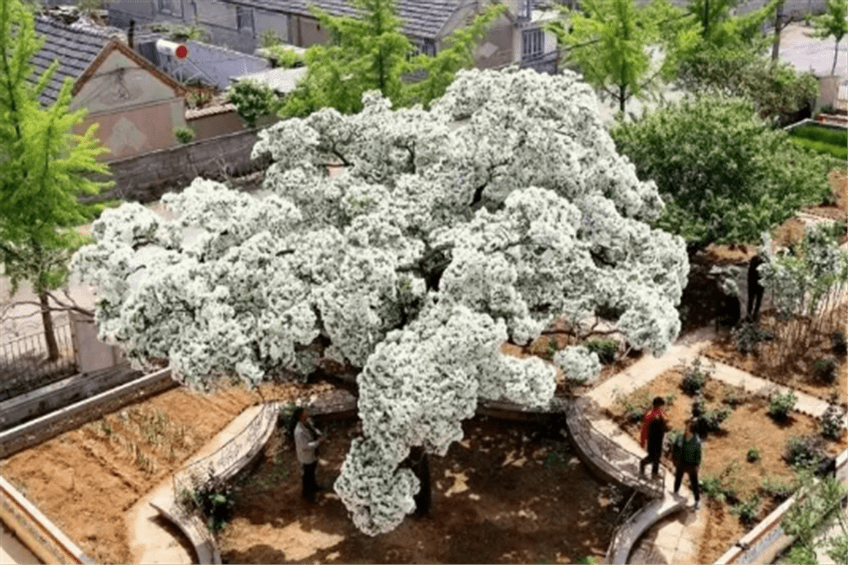 流苏树人间真的有四月雪就在华源发