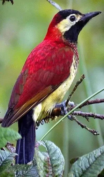 一直以为啄木鸟是黑色的,想不到还有这么好看的红色啄木鸟