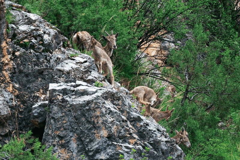 林草科普-岩羊幼羔跟妈妈不停迁徙_高山之_何晓安_山脊